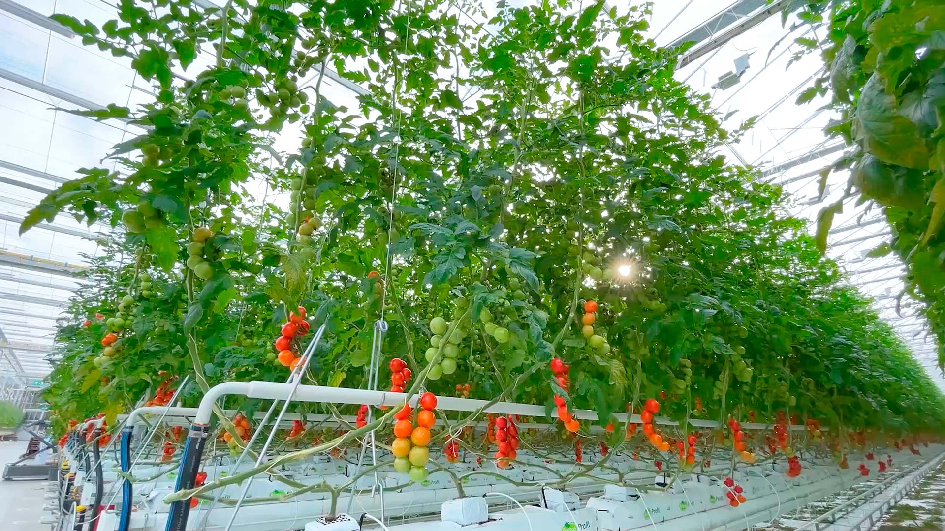 Immagine di un uomo ed un bambino di spalle in un campo di grano