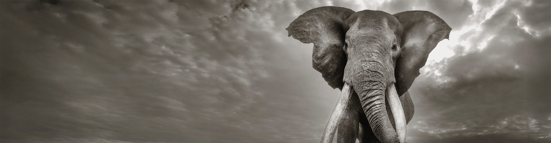 Fotografia di Cristina Mittermeier di un elefante